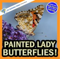 Painted Lady Butterflies!
